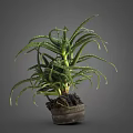 Aloe Vera Plant With Green Spiky Leaves In Clay Pot On Gray Background