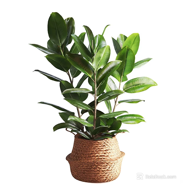 Bonsai Potted Plant with Lush Green Leaves in Woven Basket Pot Natural Fresh Decor 3d model 