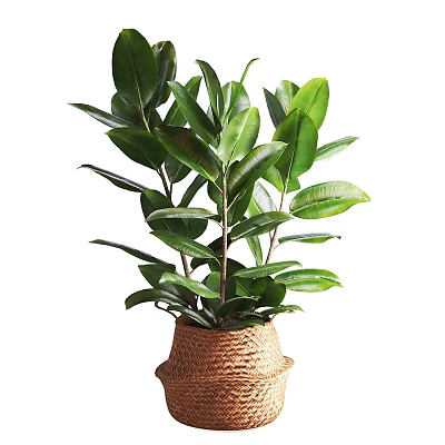 Bonsai Potted Plant with Lush Green Leaves in Woven Basket Pot Natural Fresh Decor 3d model