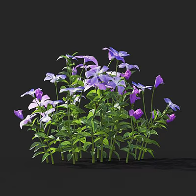 Vibrant Flower Plants With Purple White Blooms And Green Leaves 3d model