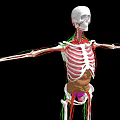 Human Limbs Skeletal System 3D Anatomical Model With Extended Arms And Legs
