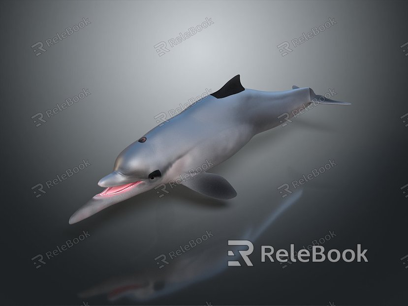 Spotting Dolphin Dolphin Cartoon Dolphin Animation Dolphin Animation Dolphin Animation Character Game Character model