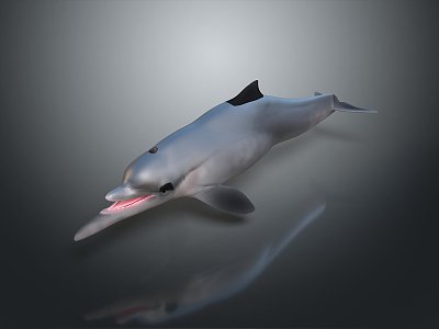 Spotting Dolphin Cartoon Dolphin Animation Dolphin Animation Dolphin Animation Character Game Character model