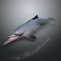 Spotting Dolphin Cartoon Dolphin Animation Dolphin Animation Dolphin Animation Character Game Character 3d model