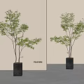Bonsai Plant With Slender Trunks Green Leaves In Black Square Pot On Minimalist Background