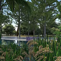 Beautiful Tropical Garden Scenery With Calm Water Tall Trees And Lush Green Aquatic Plants