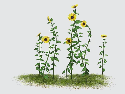 Bright Yellow Sunflowers With Green Stems And Leaves Growing On Grass 3d model