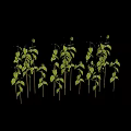 Green Plants With Slender Stems And Symmetrical Leaves In Upward Growth On White Background