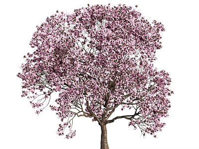 Vibrant Pink Flowering Tree With Abundant Blooming Petals And Lush Green Canopy 3d model