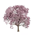 Vibrant Pink Flowering Tree With Abundant Blooming Petals And Lush Green Canopy
