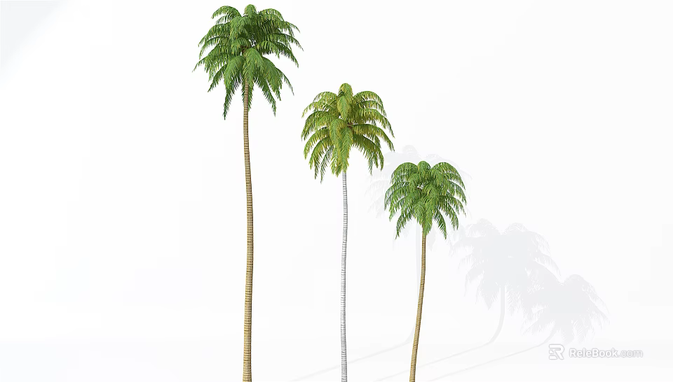 Three Tall Palm Trees With Lush Green Fronds Casting Shadows On White Background 3d model 