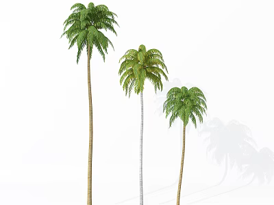 Three Tall Palm Trees With Lush Green Fronds Casting Shadows On White Background 3d model