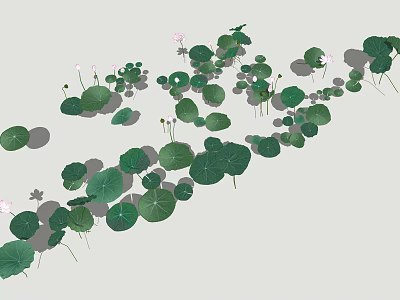 Green Round Lotus Leaves With White Flowers In Natural Aquatic Growth 3d model