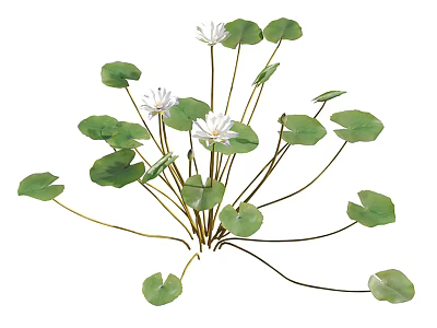 Fresh Aquatic Plants With White Flowers And Green Leaves In Natural Growth Setting 3d model