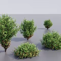 Various Green Shrubs In Different Sizes On Gray Background With Lush Foliage 3d model