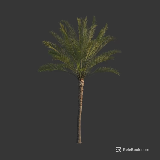 Healthy Palm Tree With Slender Trunk And Green Feathery Fronds Isolated On Dark Background 3d model 