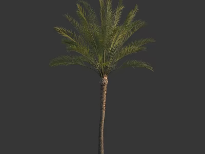 Healthy Palm Tree With Slender Trunk And Green Feathery Fronds Isolated On Dark Background 3d model