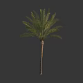 Healthy Palm Tree With Slender Trunk And Green Feathery Fronds Isolated On Dark Background