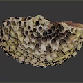 Aquatic Coral Polyps Forming Vibrant Honeycomb Reef Structure with Reflections 3d model