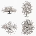 Four Pink Blossom Trees Displaying Diverse Canopy Shapes In Bloom