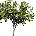 Lush Arbor Tree With Green Leaves And Purple Fruits In Full Growth