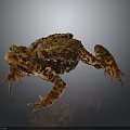 Brown Toad With Rough Skin And Red Spots On Dark Gray Background 3d model