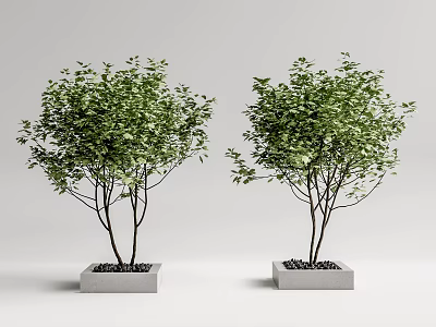Square Tree Pits With Green Trees And Lush Foliage In Modern Design 3d model