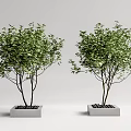 Tree Pool 3d model