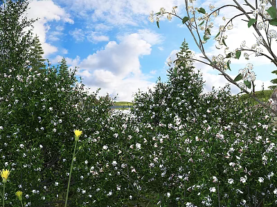 Lush Green Shrubs With White Flowers Under Blue Sky And White Clouds 3d model