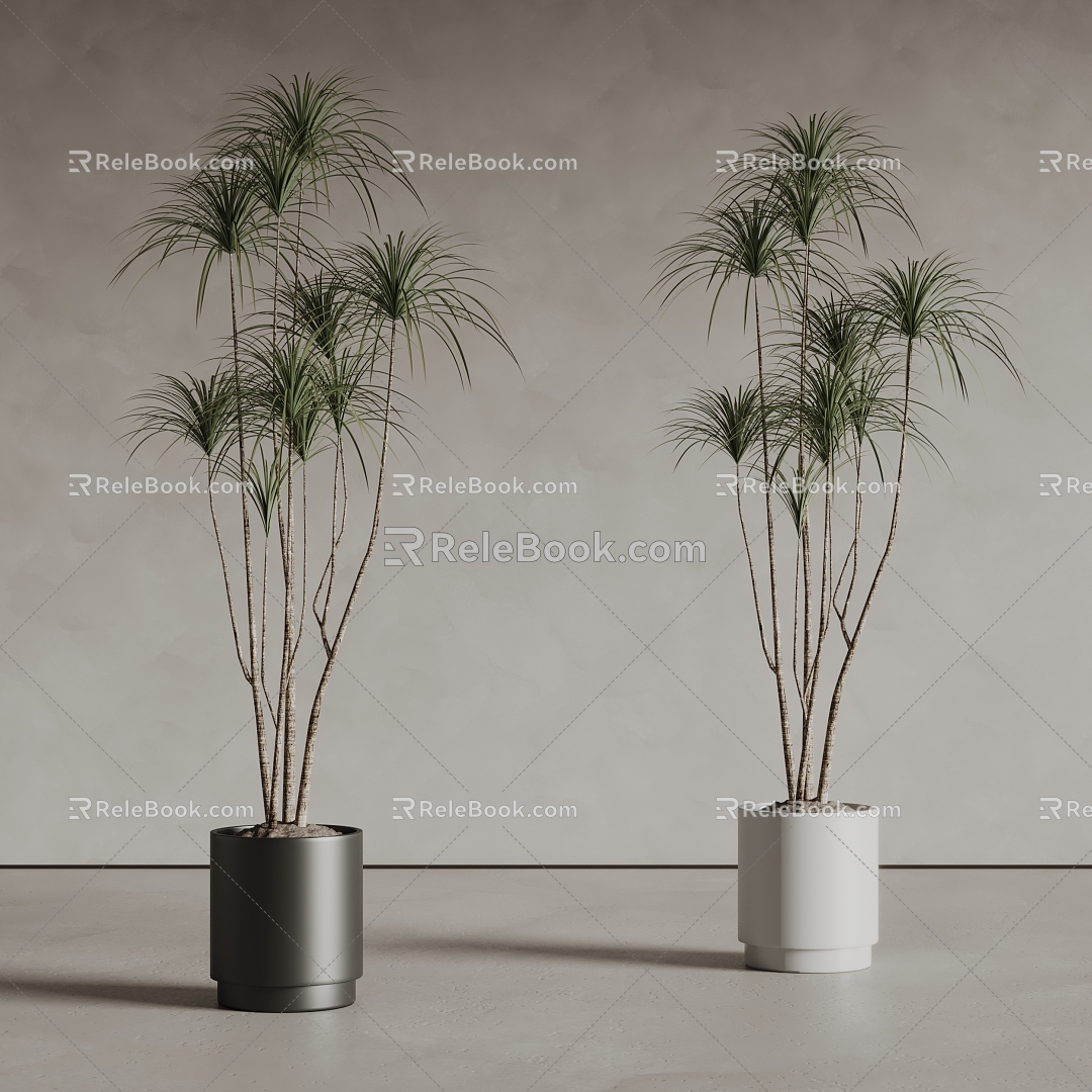 plant potted plant bonsai green plant 3d model