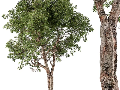 Lush Green Arbor With Dense Foliage Thick Trunk And Natural Canopy 3d model