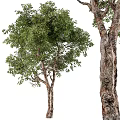 Modern Trees Landscape Trees 3d model