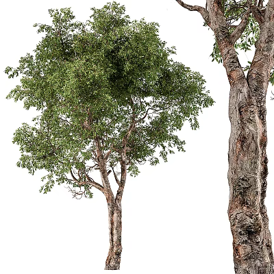 Lush Green Arbor With Dense Foliage Thick Trunk And Natural Canopy 3d model