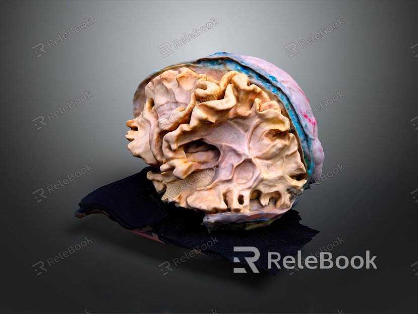 Human Brain Human Brain Brain Structure Head Planer Face Human Head Planer Face Human Brain Planer Face Structure model