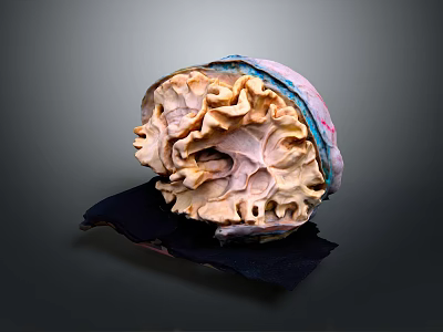 Color Coded 3D Anatomical Organ Model with Detailed Internal Structure for Medical Training 3d model