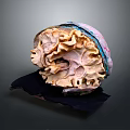 Color Coded 3D Anatomical Organ Model with Detailed Internal Structure for Medical Training
