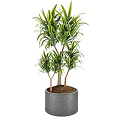 Lush Green Leafy Potted Plant with Broad Leaves in Gray Ceramic Pot