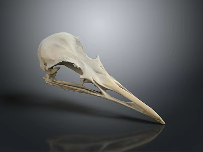 Realistic Bird Skull Anatomy Showing Detailed Bone Structure And Natural Form 3d model