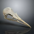 Realistic Bird Skull Anatomy Showing Detailed Bone Structure And Natural Form