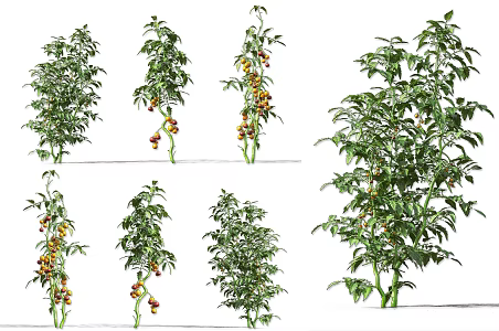Modern Tomato Vegetable Crops Shrub Plant Vegetable Seedling Wild Vegetable Tomato Plant Vegetable Fruit Red Tomato Vegetable Wild Vegetable Plant 3d model