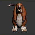 Basset Hound With Orange Brown Coat White Paws Long Ears Short Legs Curled Tail