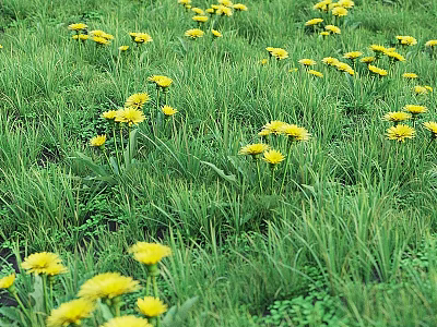 Decorative Ornament Set with Green Grass and Yellow Dandelion Flowers 3d model