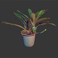 Green Leafy Plant With Striped Stems In White Ceramic Pot On Dark Background