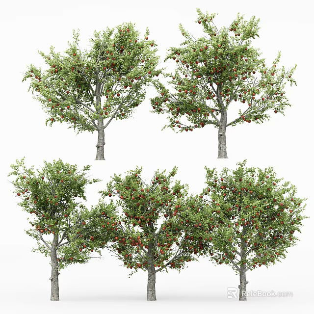 Tall Arbor Trees With Green Leaves And Red Fruits In Natural Landscape 3d model 