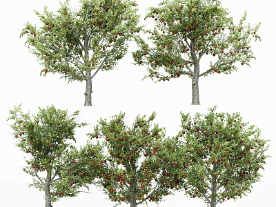 Tall Arbor Trees With Green Leaves And Red Fruits In Natural Landscape 3d model