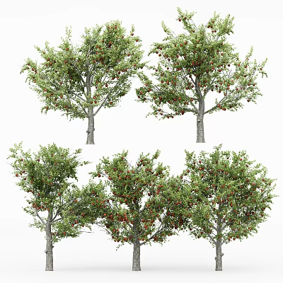 Tall Arbor Trees With Green Leaves And Red Fruits In Natural Landscape 3d model