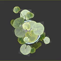Trailing Houseplant with Large Round Green Leaves in Blue and White Decorative Pot