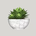 Two Green Succulent Plants with Fleshy Leaves in White Concrete Pot