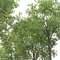 Modern Oak Tree Landscape Tree 3d model