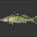 Fish Freshwater Fish Sea Fish Animal Game Animal Cartoon Animal Realistic Animal 3d model